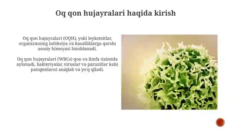Leykotsit 4