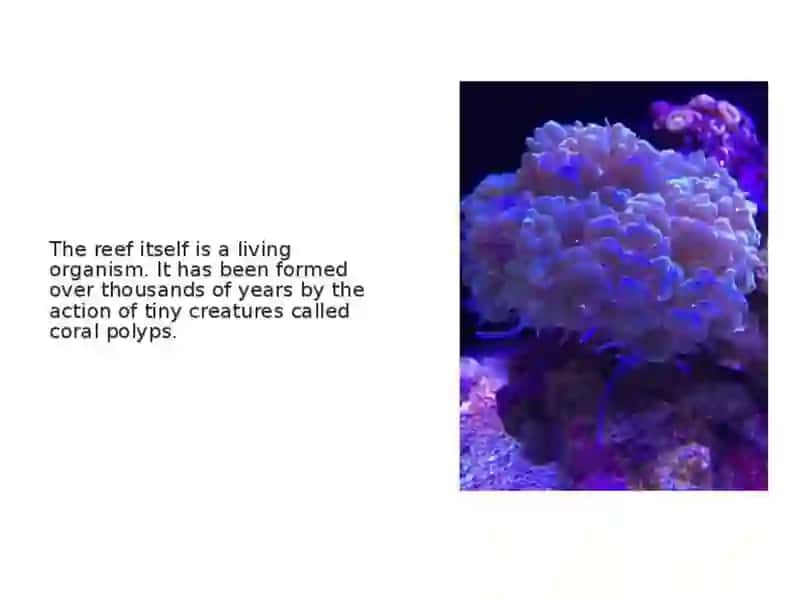 THE GREAT BARRIER REEF 4