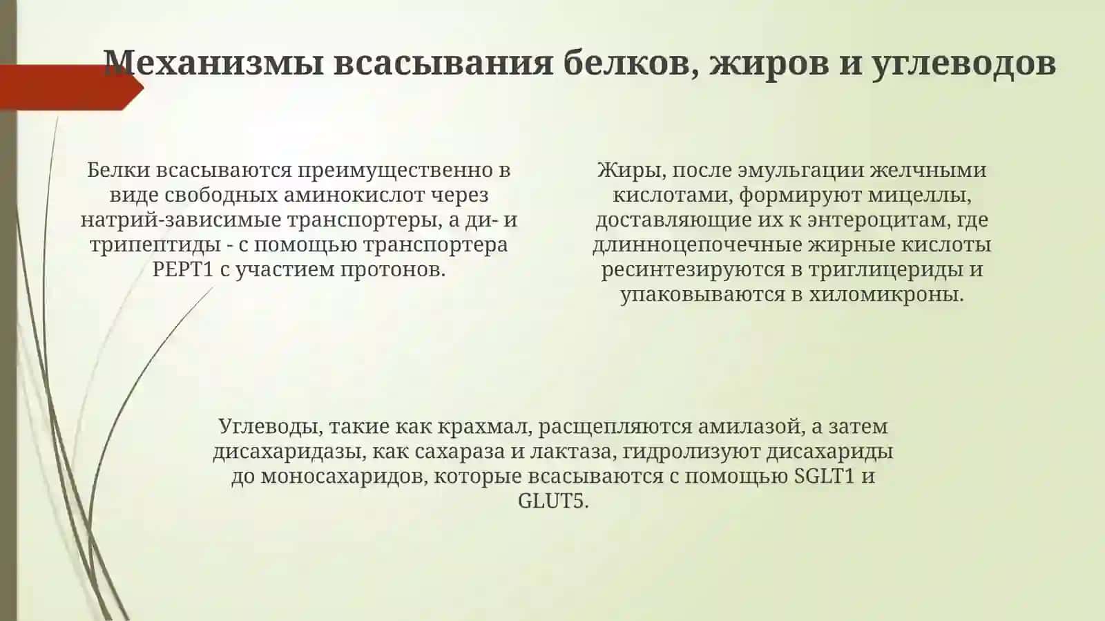 Механизмы всасывания в каторь питательных вещество (белков, жиров углеводов минералных солей 4