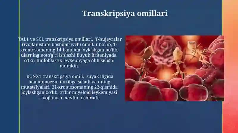 Qon hujayralari hosil boʻlishini boshqarishda transkripsiya omillarining ahamiyati 4