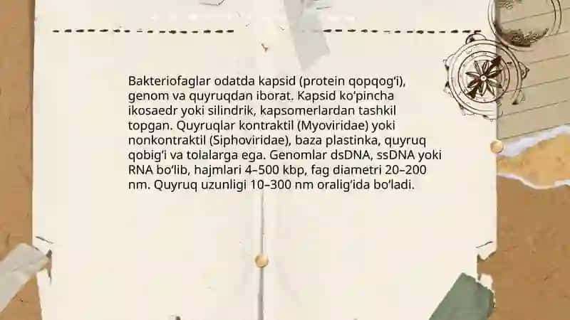 Bakteriofaglar 4