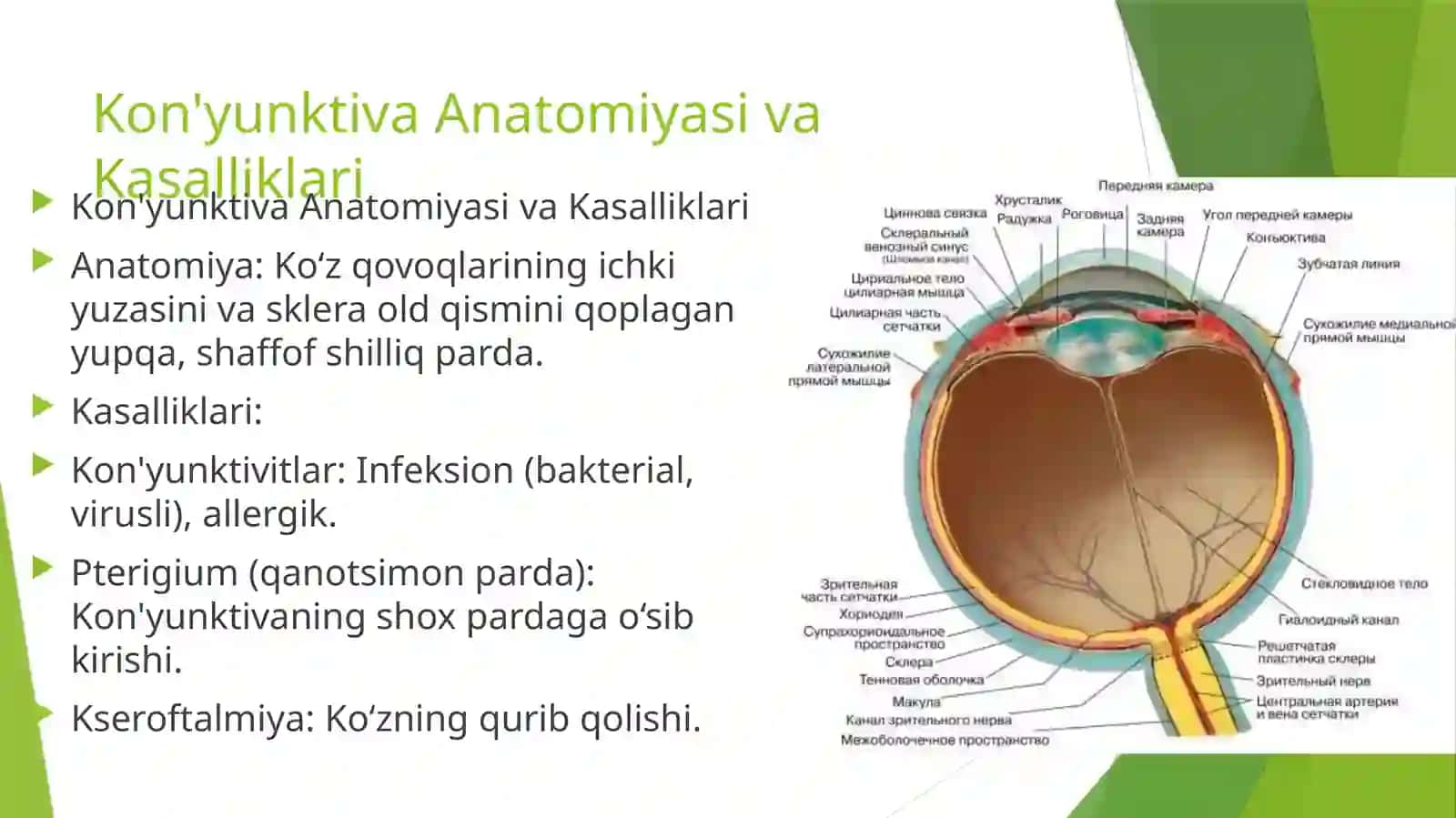 :Orbita funksional anatomiyasi. O'smalari. Kon'yunktiva, sklera va shox pardasi anatomiyasi va kasal 4