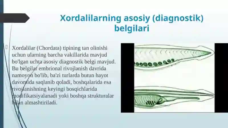 Xordalilarning muhim belgilari va ularning biologik ahamiyati. 4
