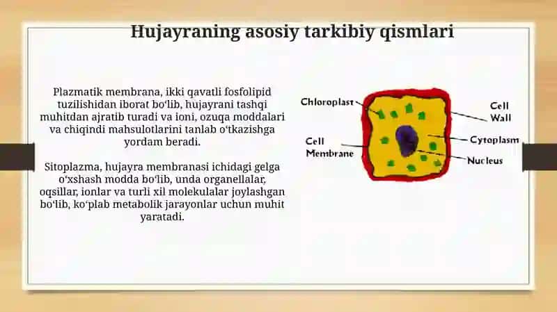 Prokariot va eukariot hujayralarning tuzilishi 4