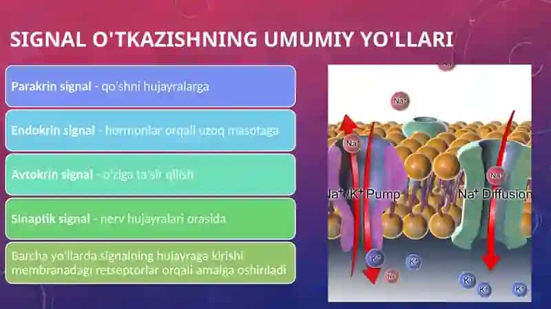 Membrana lipidlarining hujayraga signal oʼtqazilishidagi ahamiyati. 4