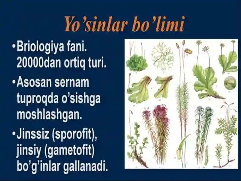 yuksak sporali o'simliklar 4
