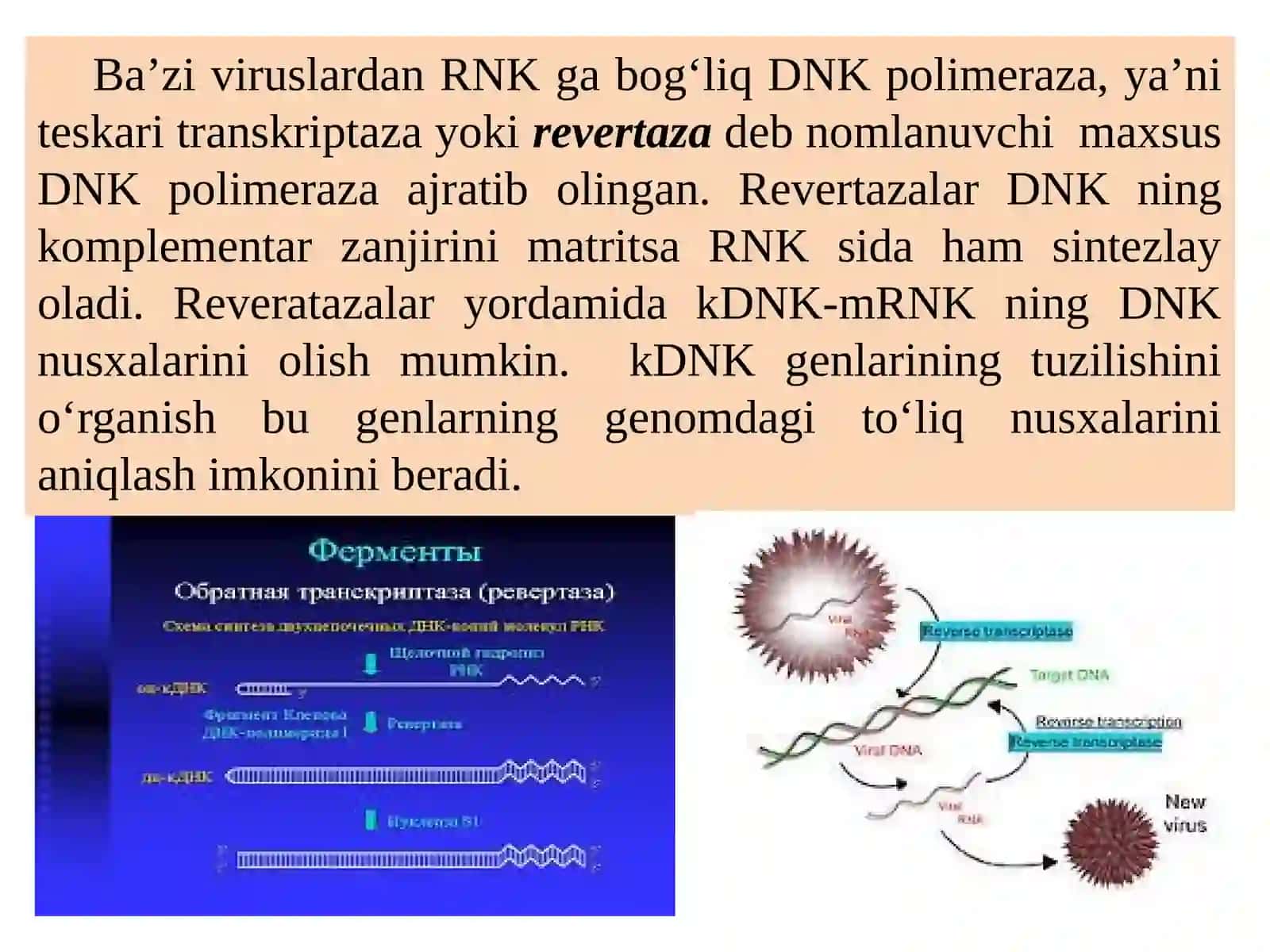 Gen muxandisligi fermentlari.DNKnibo‘laklargaqirqishvarestriksionxaritalarnituzish 4