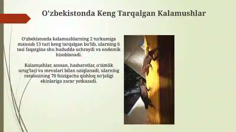 O'zbekistonda tarqalgan kaltakisaklar ularning hayot kechirishivaahamiyati 4