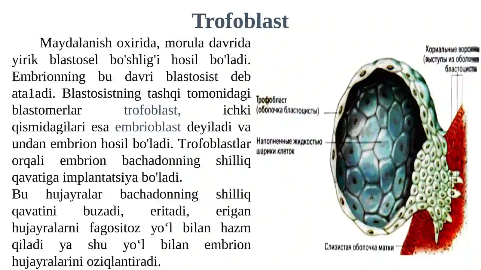 Provizora' zolarning shakllanishi 4