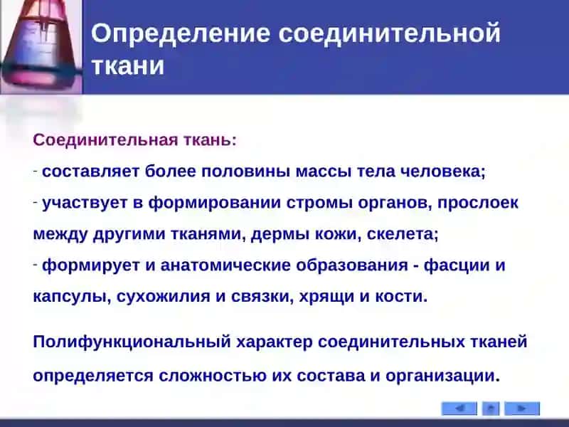 РЫХЛАЯ ВОЛОКНИСТАЯ СОЕДИНИТЕЛЬНАЯ ТКАНЬ 4