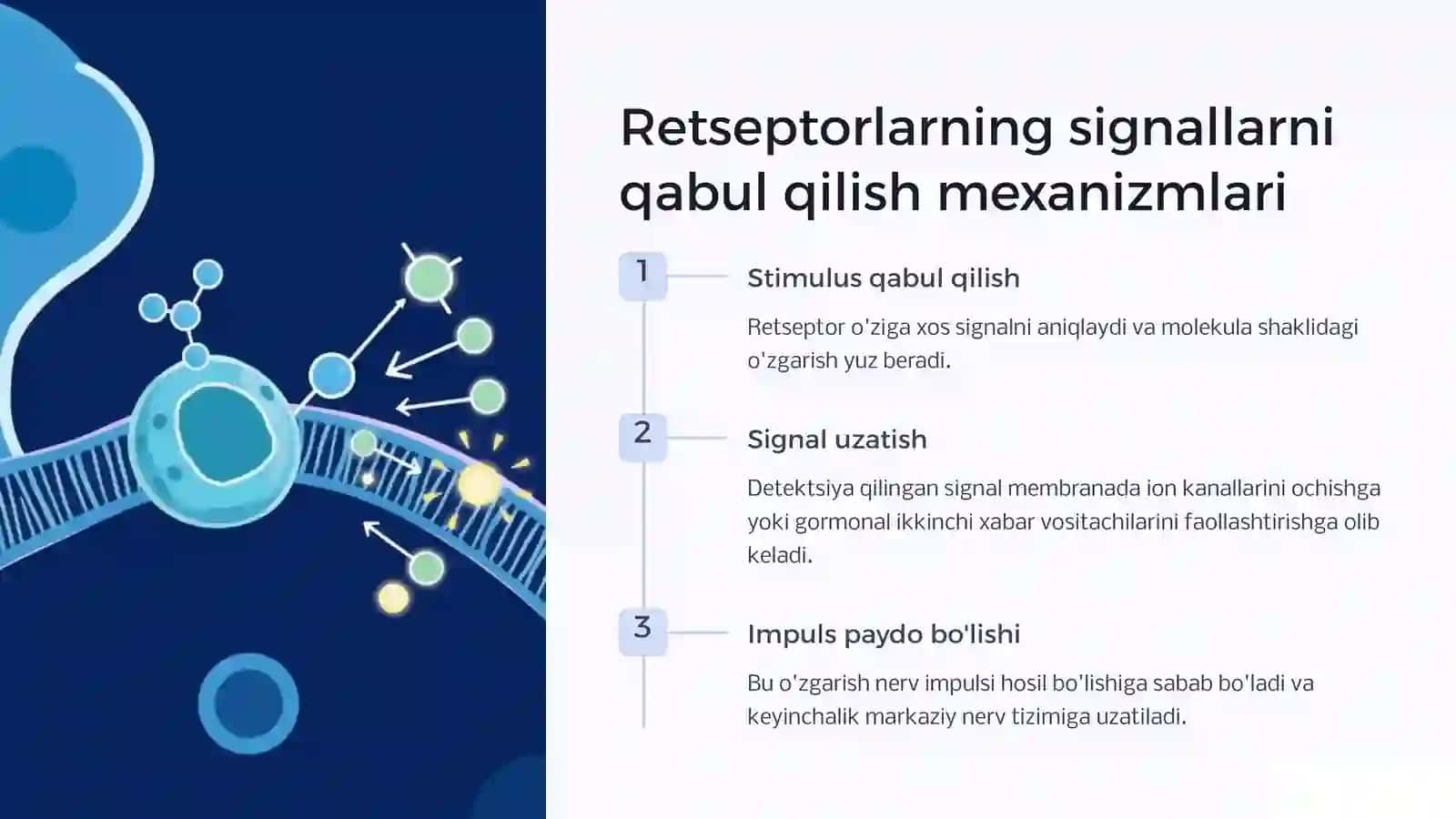 Retseptorlar fiziologiyasi 4