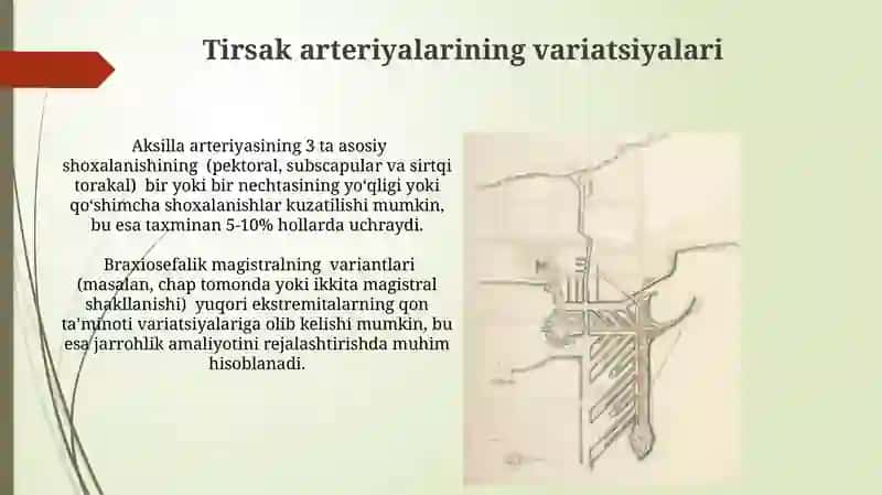 Oʻmrov osti, qoʻltiq va yelka-bilak sohalaridagi arteriyalar rivojlanishi 4