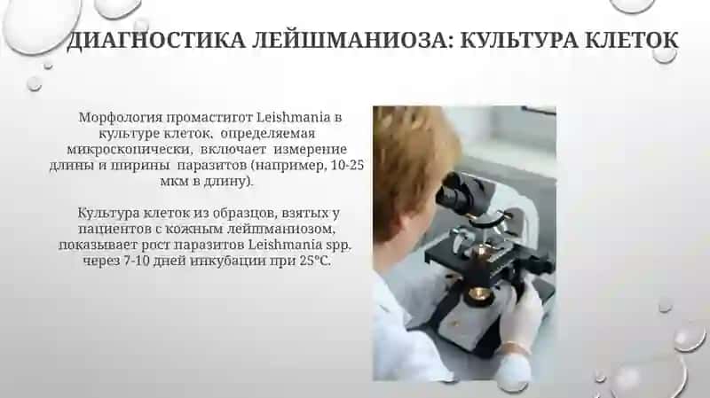Лабораторная диагностика и характеристика (лейшманиоза, малярии) 4