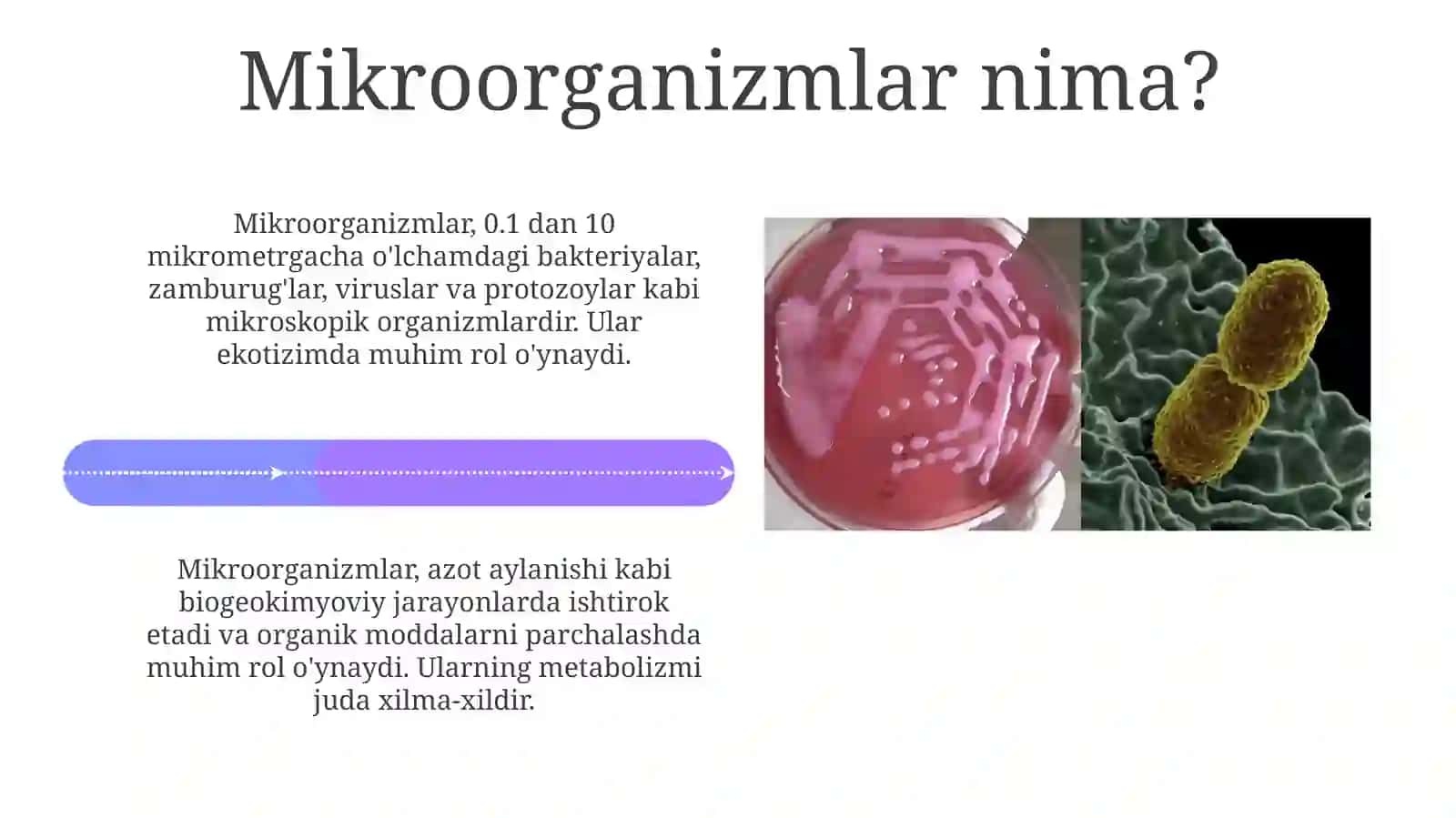 Havo muhitiga mikroorganizmlarning tarqalishi 4