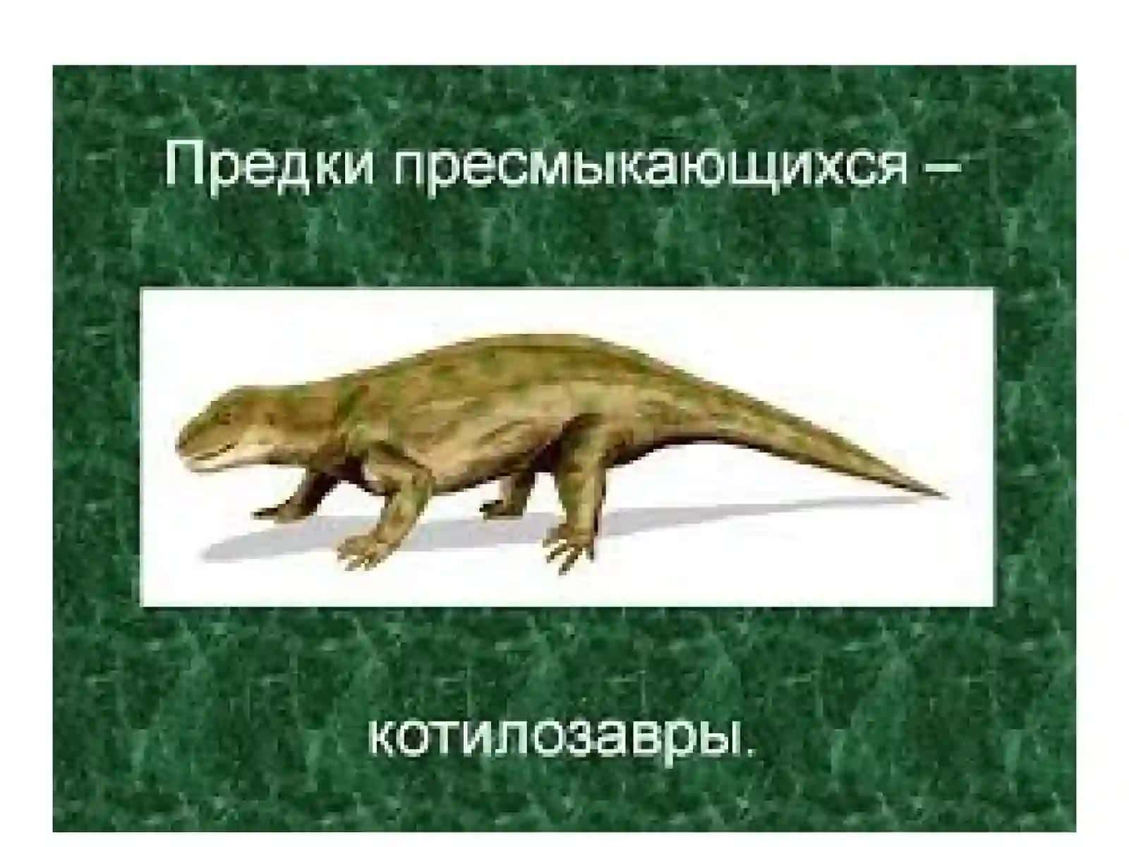 REPTILIYALARNING KELIB CHIQISHI VA SISTEMATIKASI 4