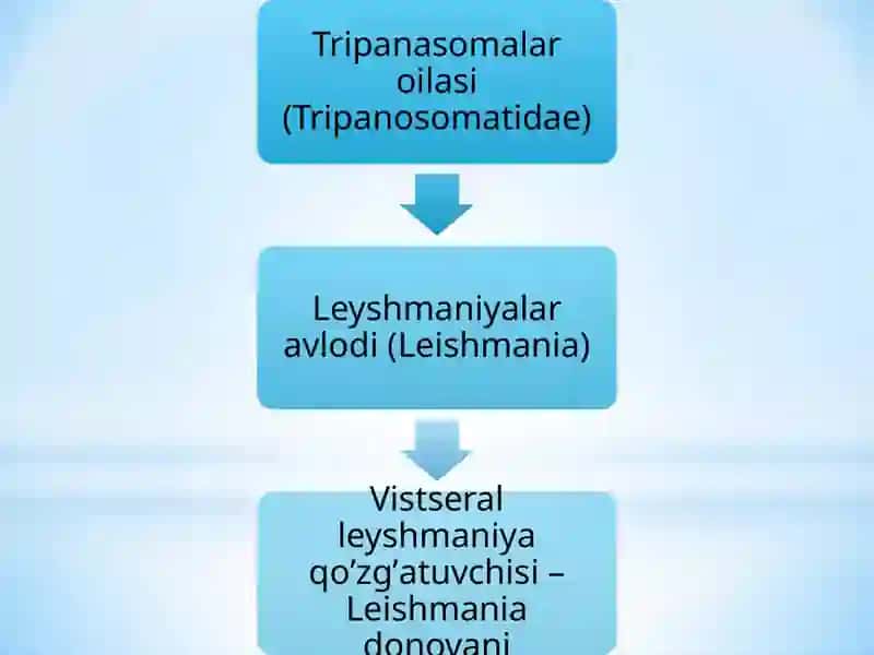 Zamburugʻlar va soddajonivorlar 4
