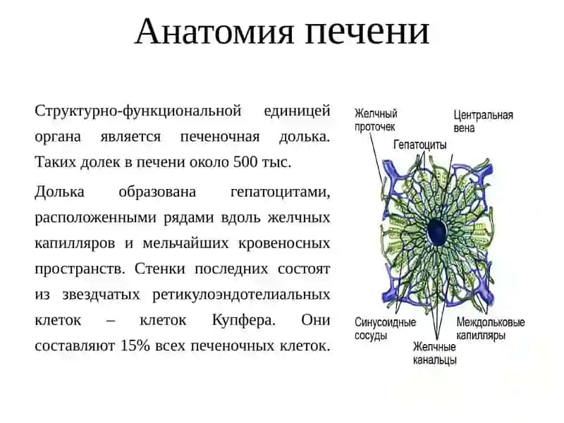 Лучевая диагностика печени, поджелудочной железы, желчного пузыря 4