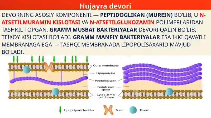 Mikroorganizmlar genetikasi 4
