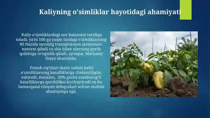 Kaliyning oʻsimliklar uchun ahamiyati va uning tuproqdagi miqdori 4