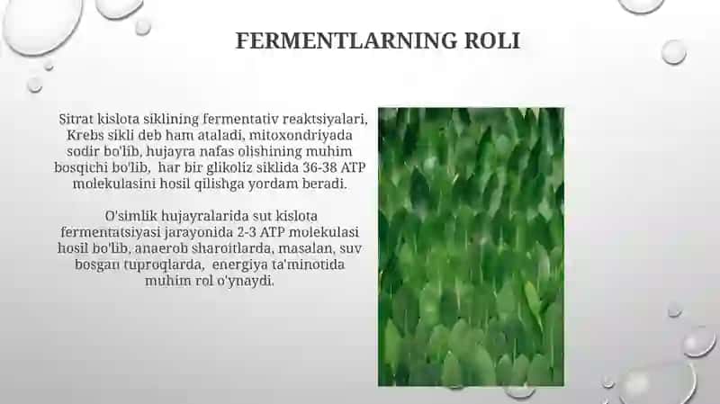 O'simlik hujayrasi energetikasi 4
