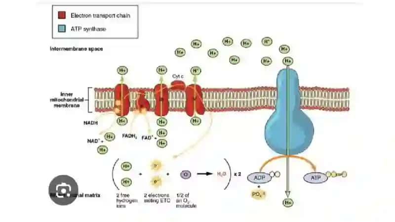 BIOLOGIK OKSIDLANISH UGLEVODLAR ALMASHINUVI 4