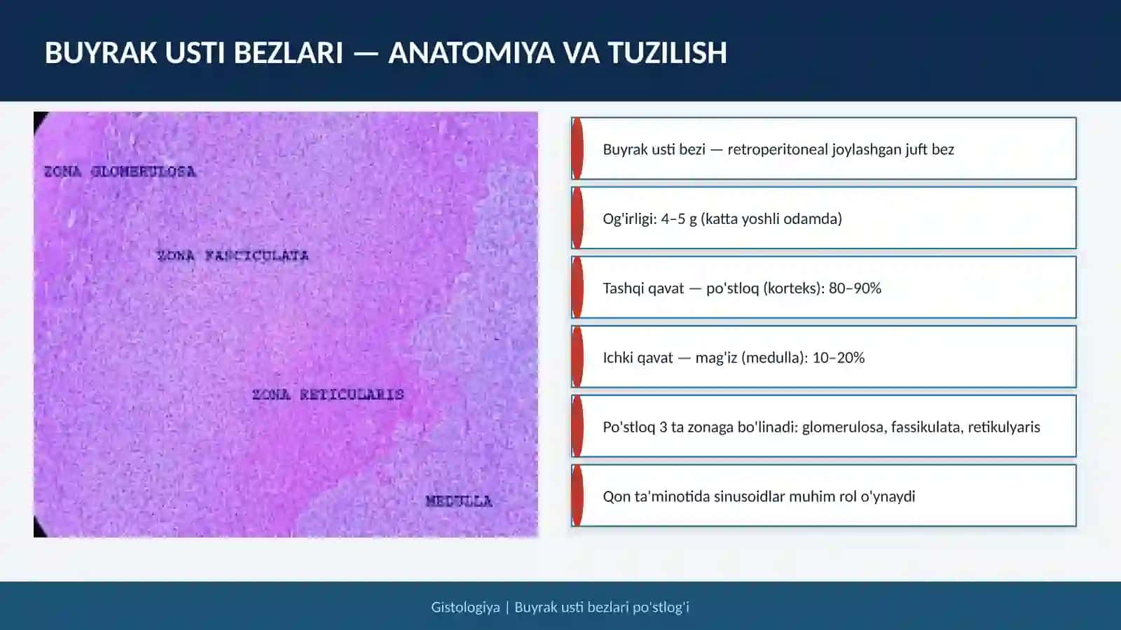 Stress holatida buyrak usti bezlari po'slog'i gormonlarining roli va hujayralarining morfologik ko'rinishlari 4