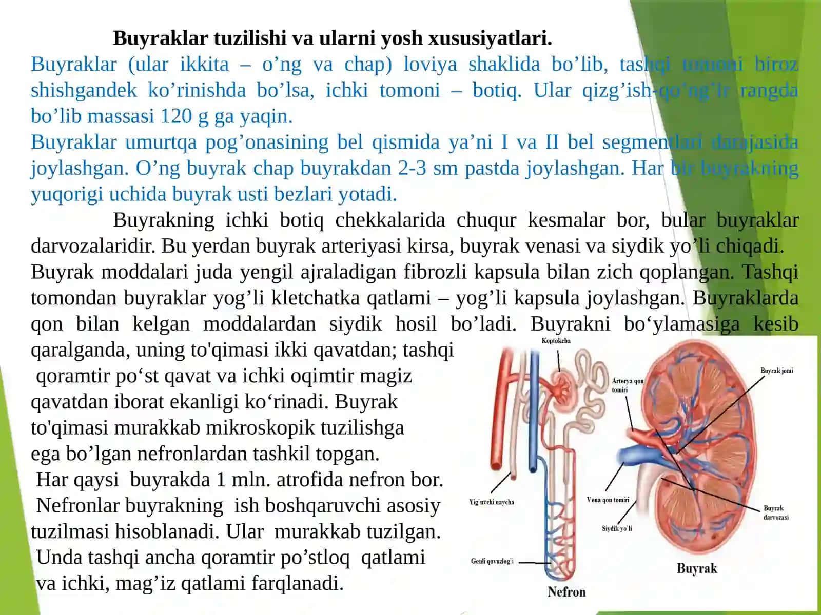 Ayiruvtizimlarining yosh xususiyatlari va gigiyenasi 4