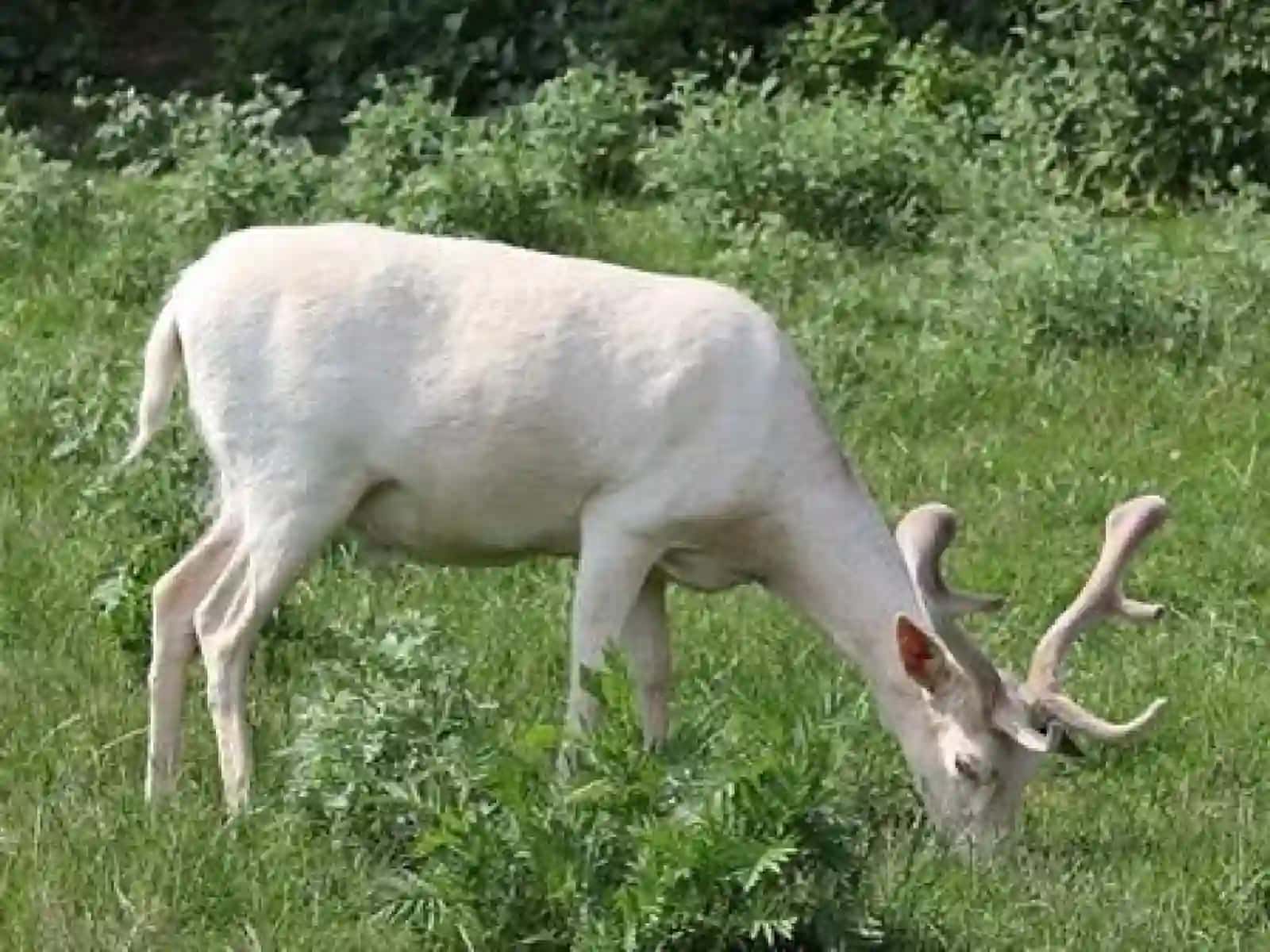 Mutasiya, rekombinatsiya va irsiy o‘zgaruvchanlik 4