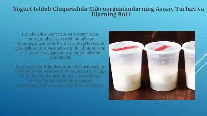 Yogurt ishlab chiqarishda mikroorganizmlardan foydalanish 4