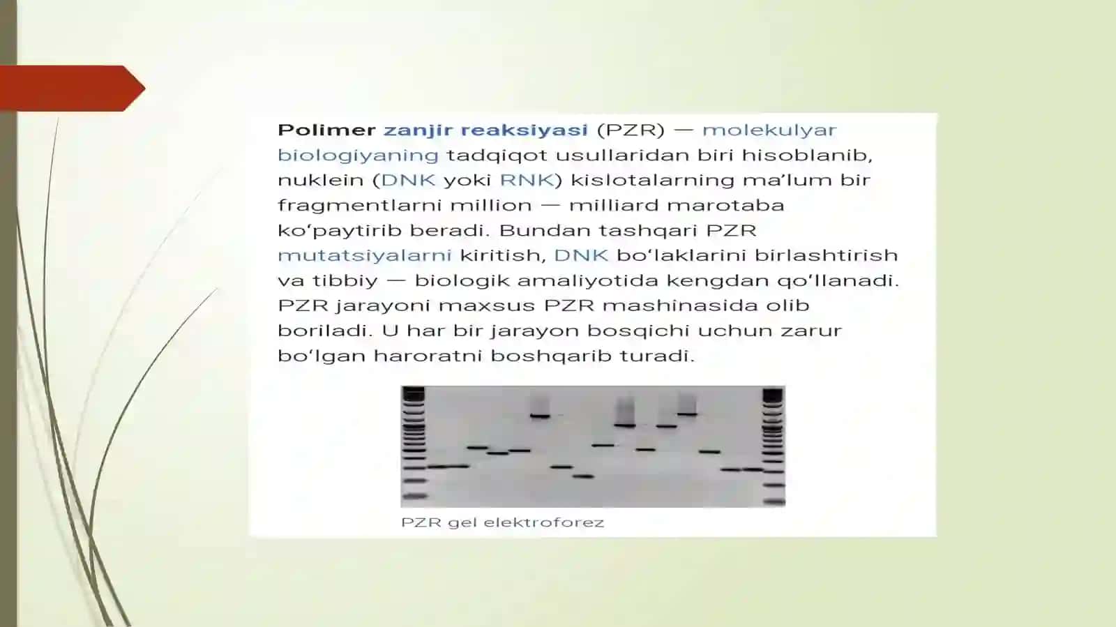 PZR – tashxis. Molekular genetika asoslari va irsiy kasalliklar 4