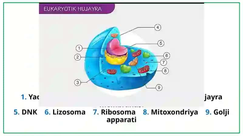 Eukariod hujayralar ultrastruktura gistalogiyasi 4