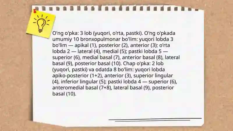 O'pkaning anatomik tuzilishi 4