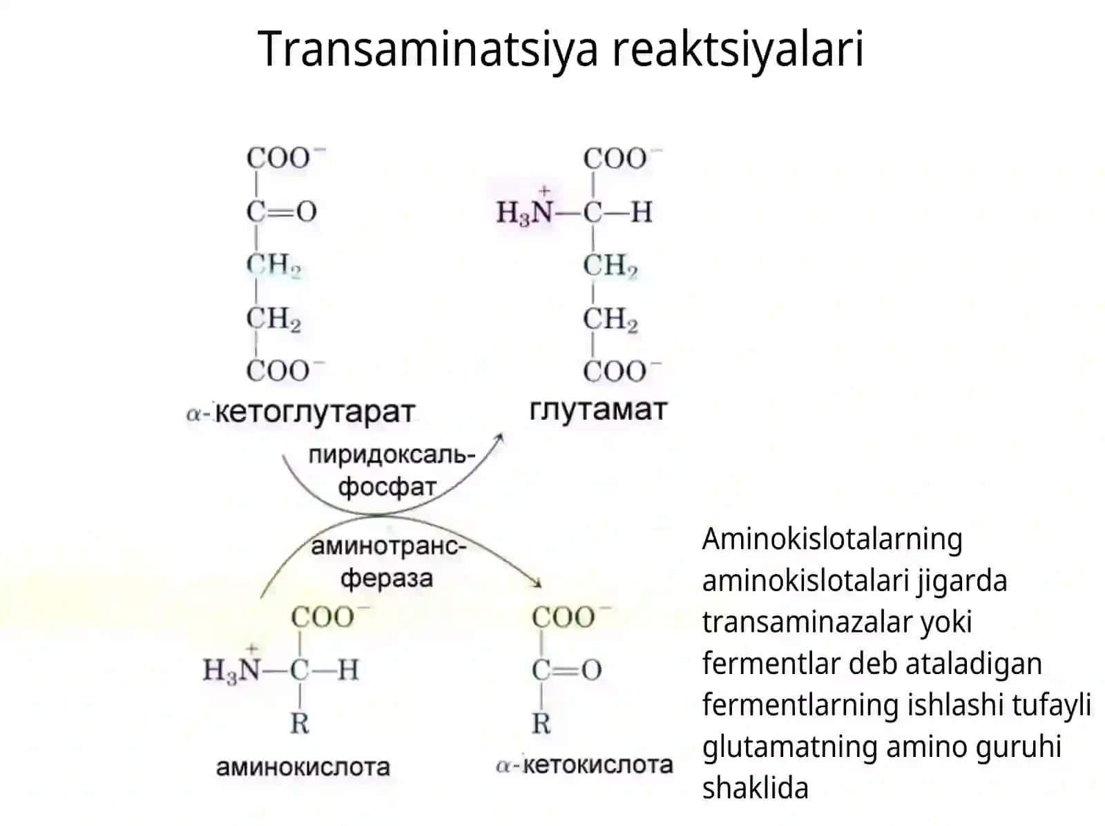 ammiak, karbamid, siydik kislotasi 4