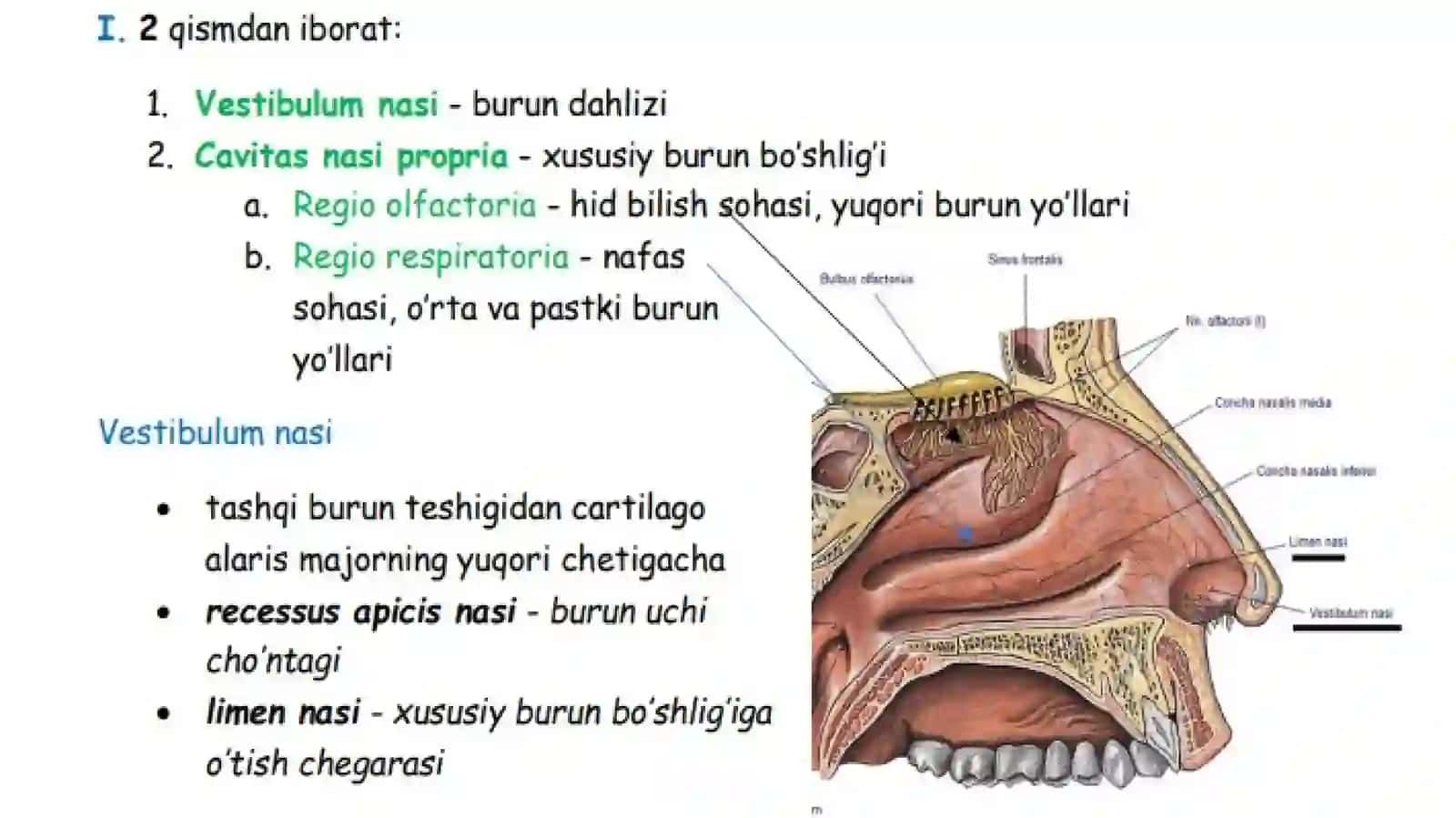 Burun bo'shlig'i tuzilishi va qurishi 4