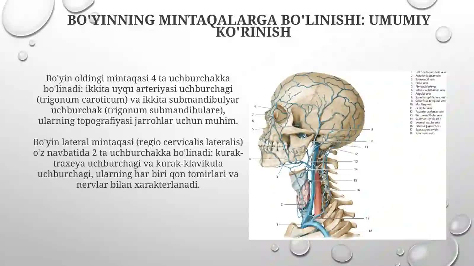 Bo'yin soxasining jarrohlik anatomiyasi: soxalarga bo linishi, qavatma-qavat topografiyasi 4