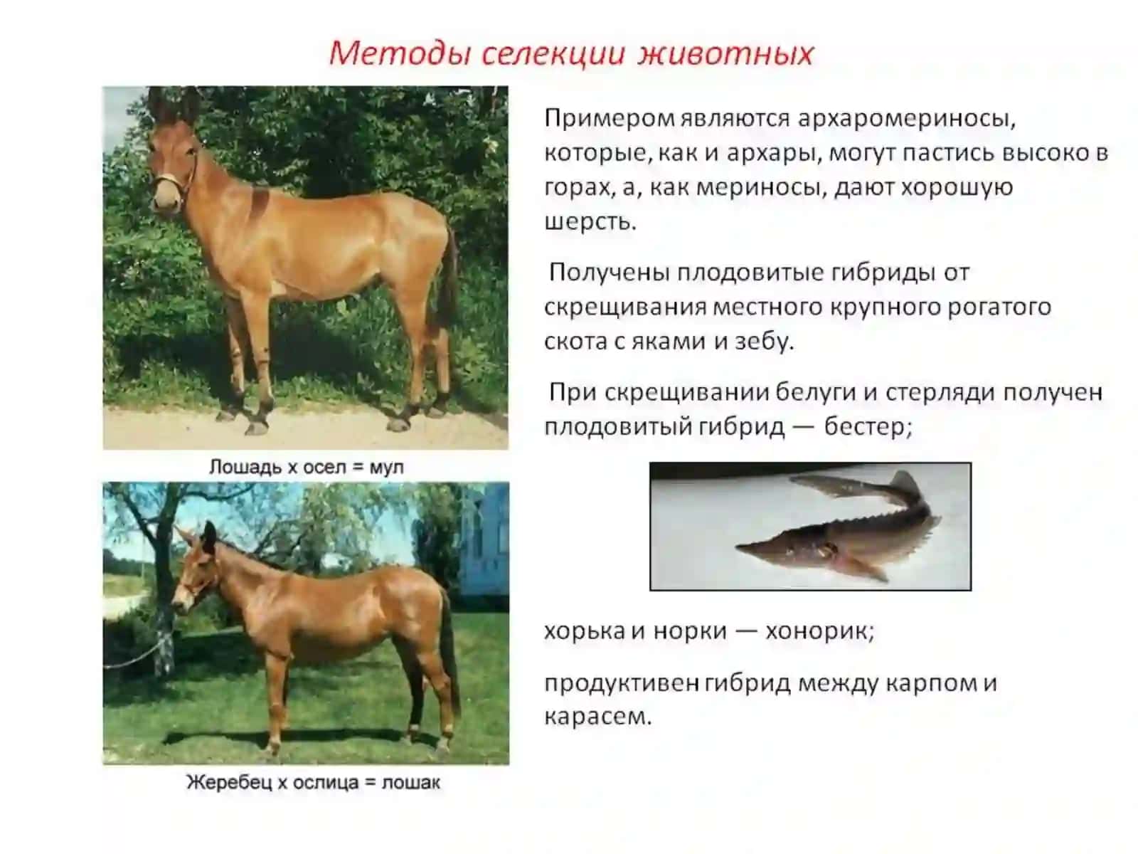 Seleksiyada yangi zotlar yaratishning samarali usullari 4