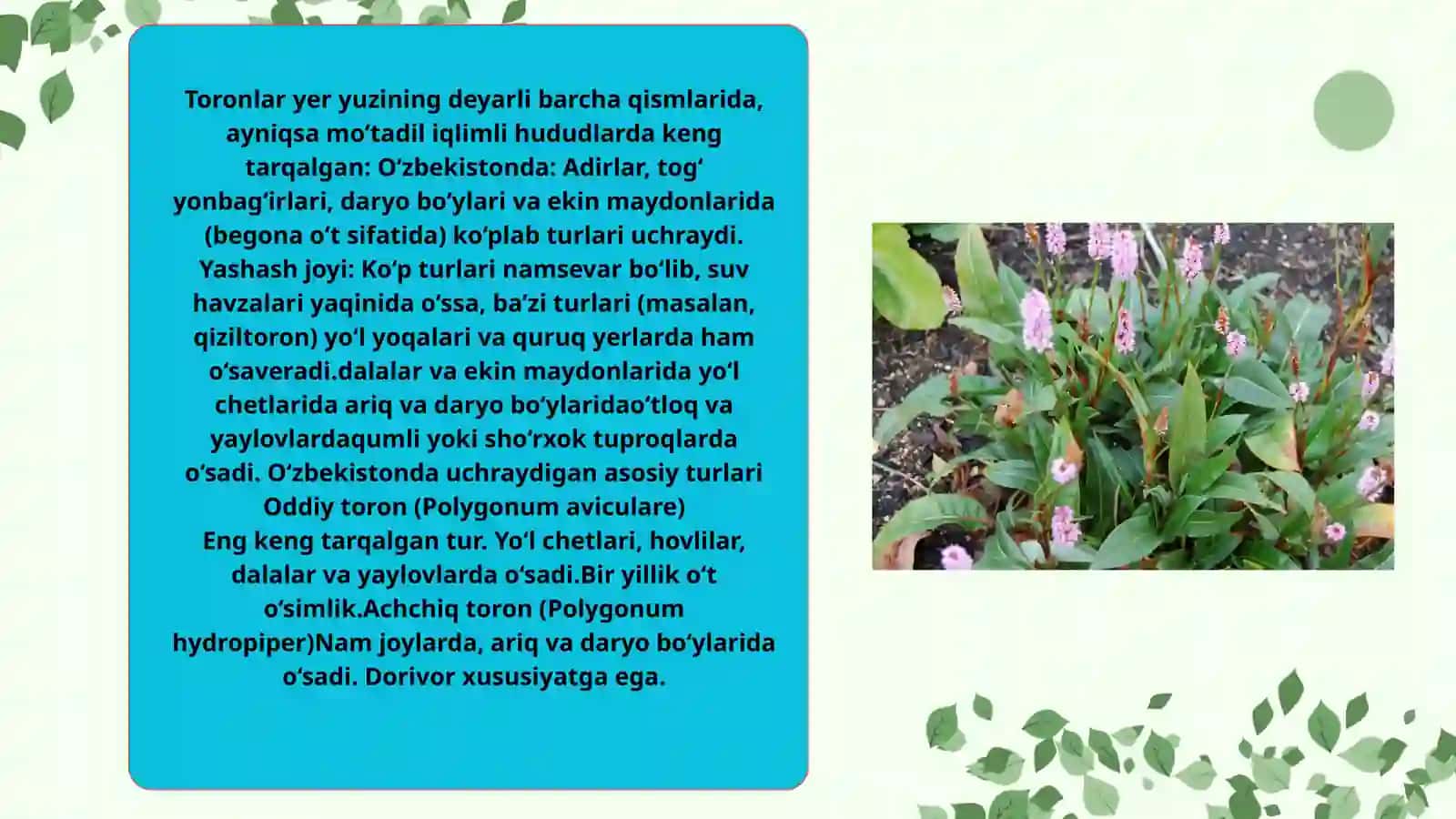 Toron (Polygonum) turkumi dorivor o‘simliklarning xalq xo‘jaligidagi ahamiyati 4