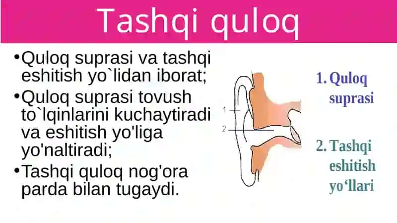 Eshitish organlarining tuzilishi, eshitish gigiyenasi 4
