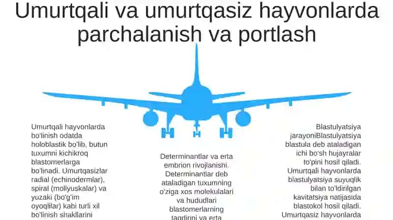 Umurtqali Va Umurtqasiz Hayvonlar Misolida Embriogenezning Almashinib Turishi 4