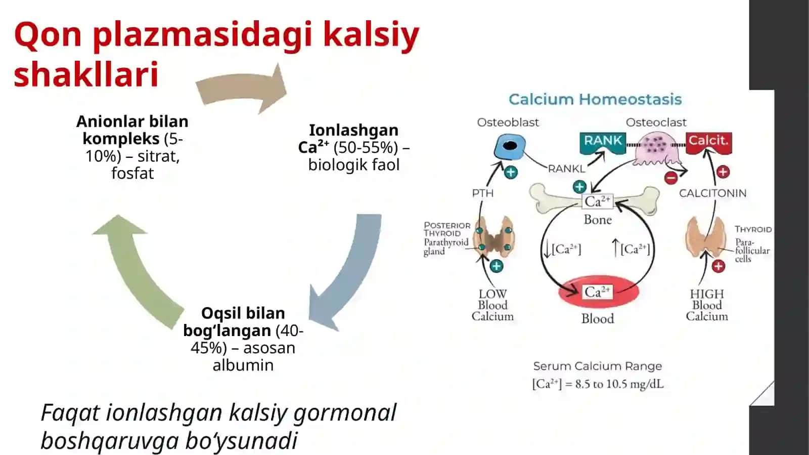 Kalsiy fosfat almashinuvi 4