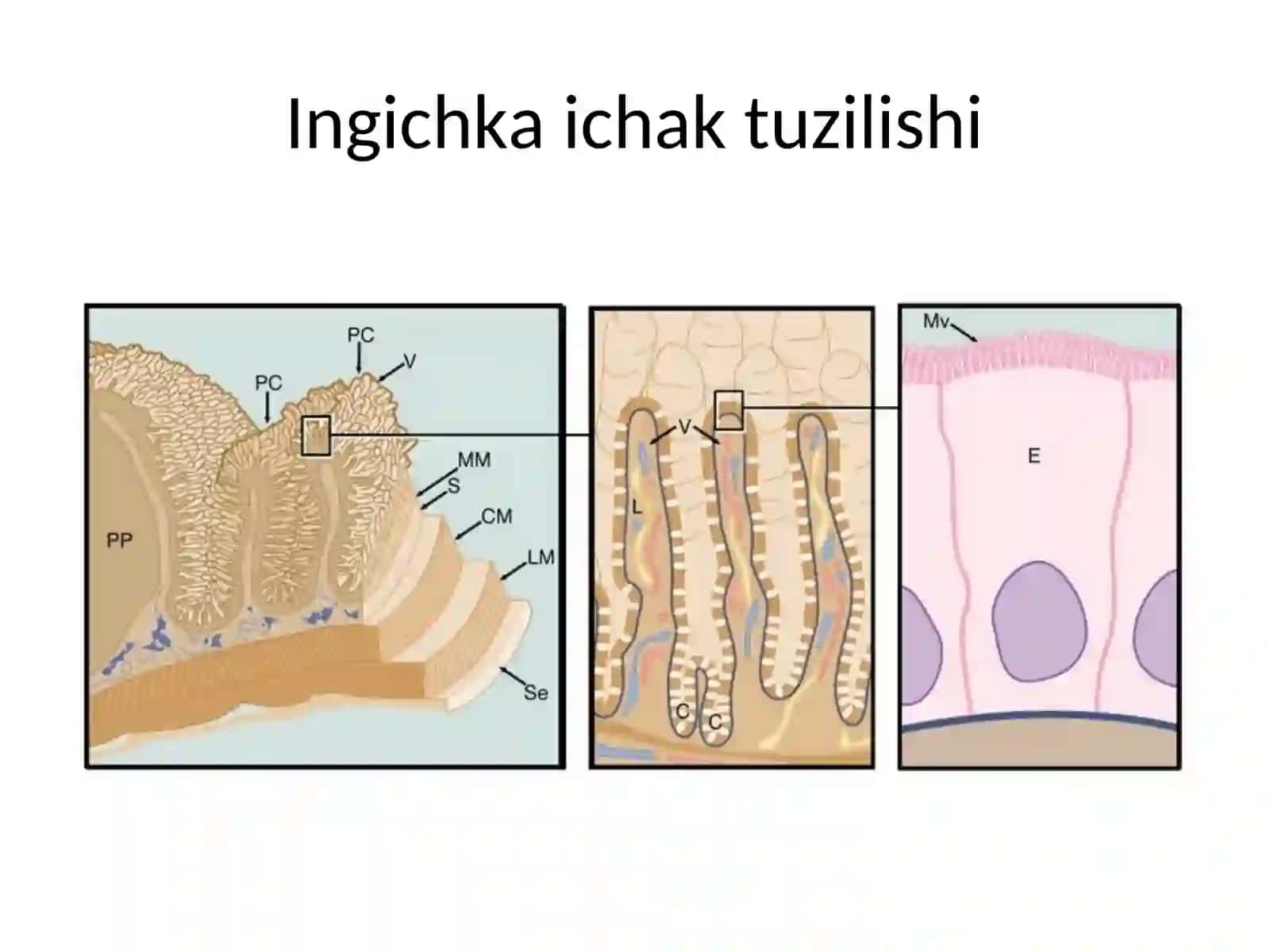 INHICHKA VA YO’G’ON ICHAK PATOFIZIOLOGIYASI 4