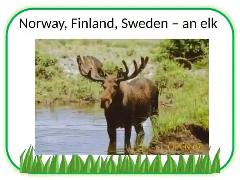 Animals – the national symbols 4