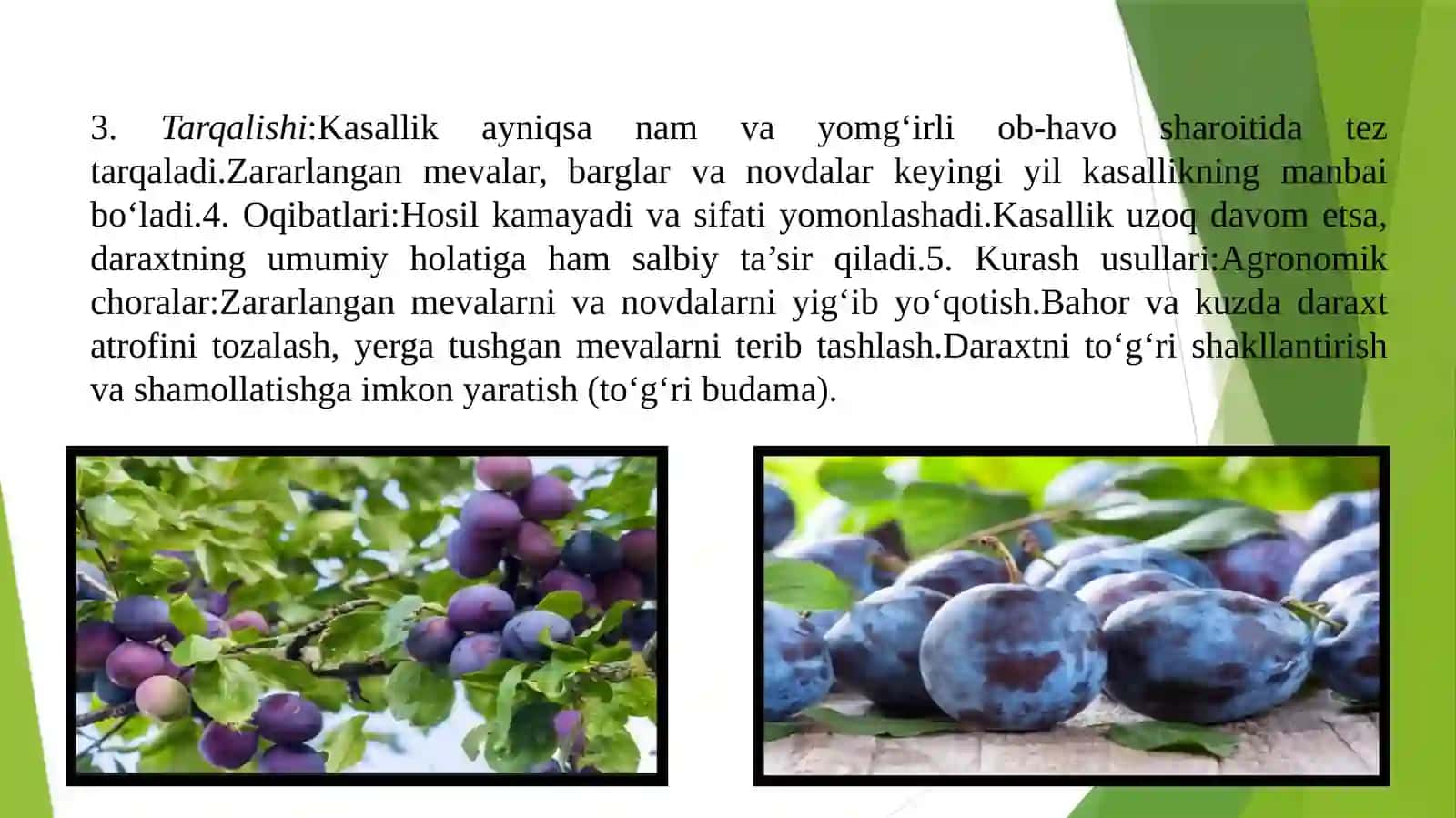 Olxoʻri kasalliklari va ularga qarshi kurash chora tadbirlari 4