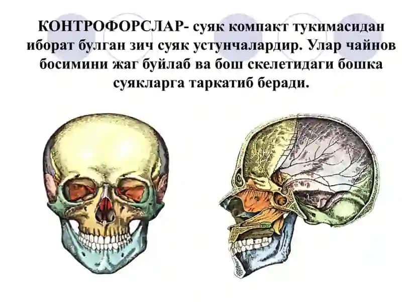 Stomatologiyaga oid "Olinmaydigan Tish protezlari va Yuz-jagʻ anato-fiziologik tuzilishi" 4
