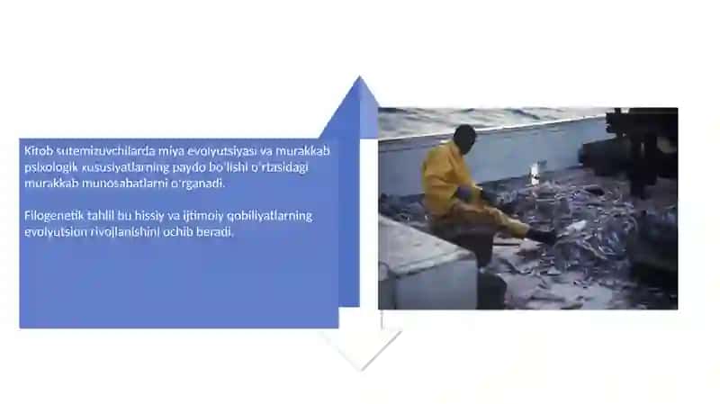 Psixikaning filogenetik taraqqiyoti 4