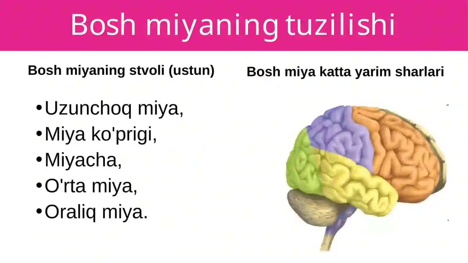 Boshmiyaning tuzilishi va funksiyasi 4