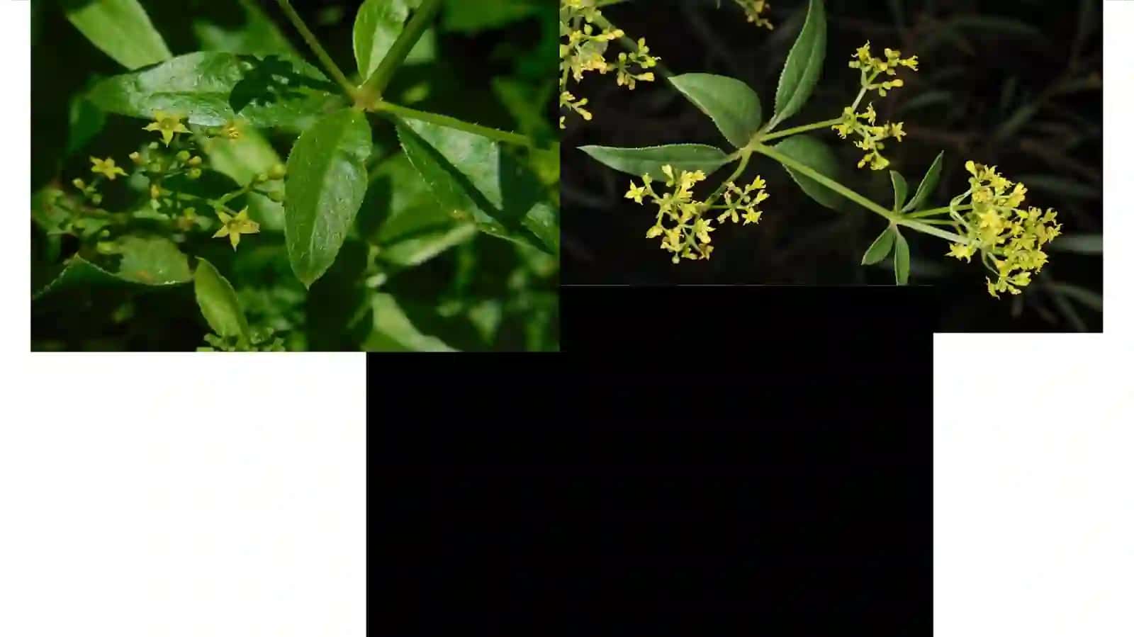 Koʻp yillik Roʻyan oʻsimligi 4