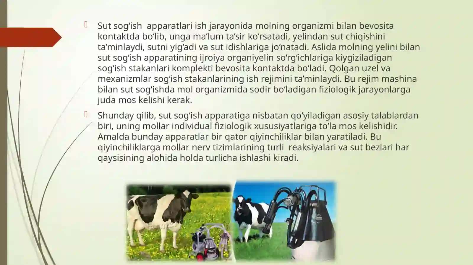 Sigirlarni sog'ish usullari va texnologiyalari 4