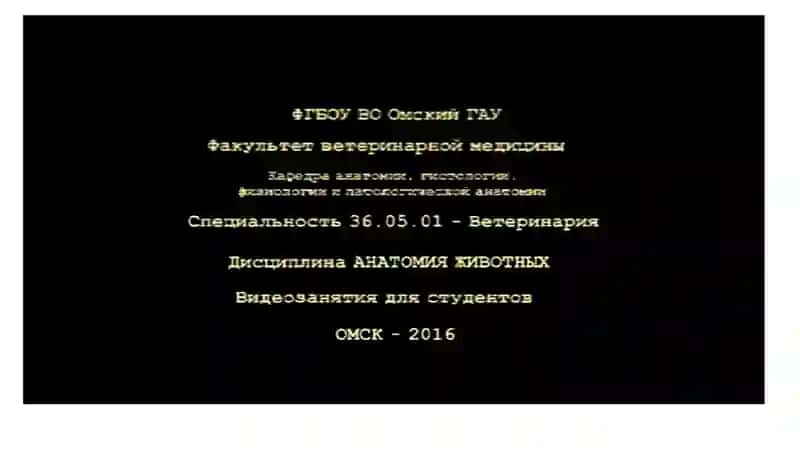 Бош скелети 4