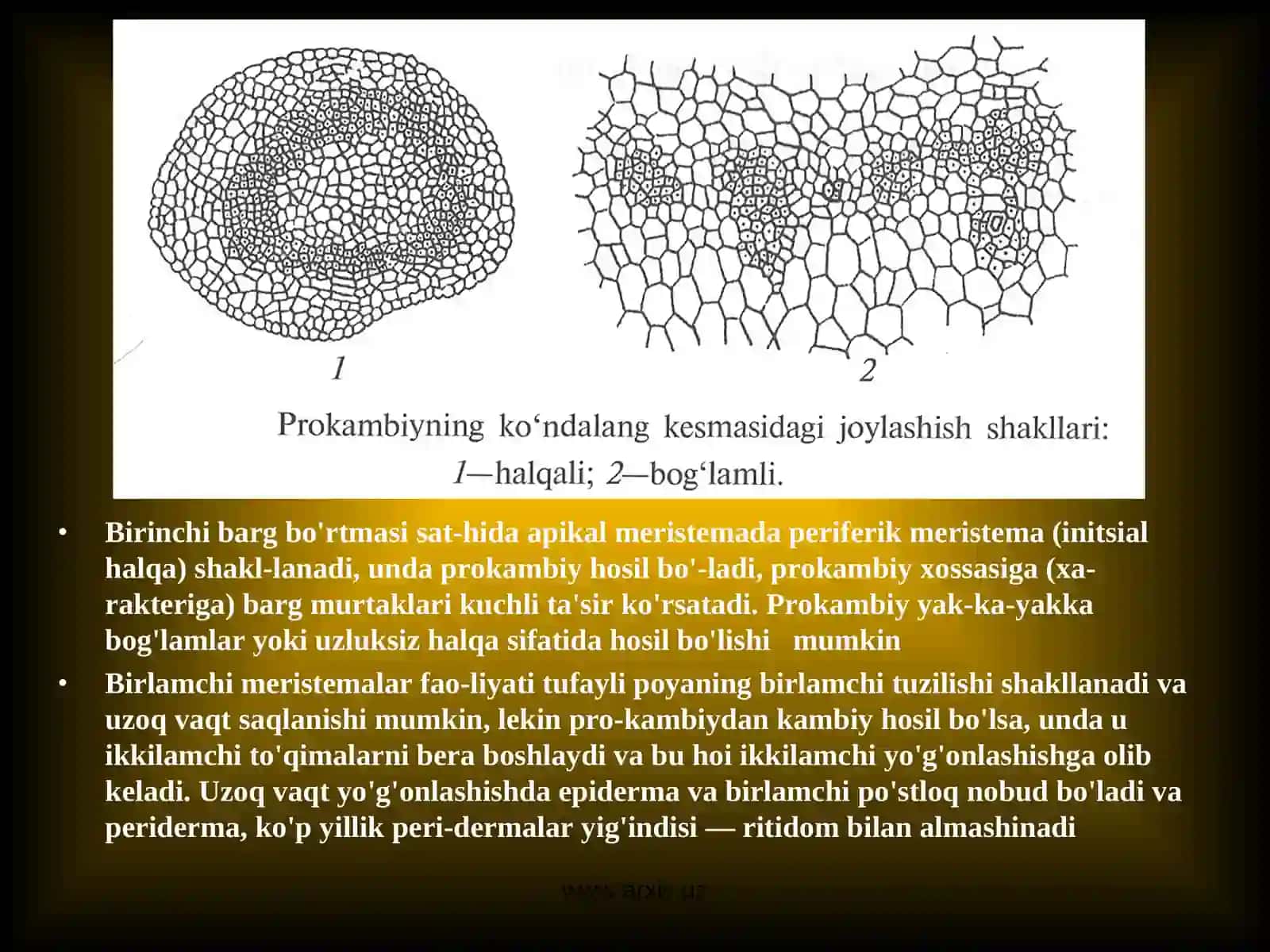 Poyaning o’tkazuvchi to’qimalari ularning tuzilishi 4